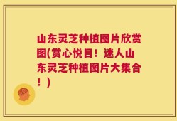 山东灵芝种植图片欣赏图(赏心悦目！迷人山东灵芝种植图片大集合！)