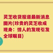 灵芝收货报道最新消息图片(珍贵的灵芝收成现身：惊人的发现引发全球瞩目)