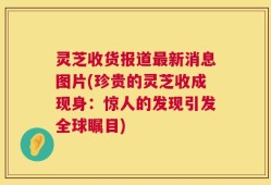 灵芝收货报道最新消息图片(珍贵的灵芝收成现身：惊人的发现引发全球瞩目)
