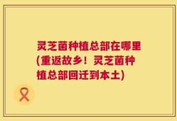 灵芝菌种植总部在哪里(重返故乡！灵芝菌种植总部回迁到本土)