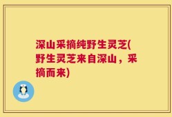 深山采摘纯野生灵芝(野生灵芝来自深山，采摘而来)