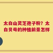 太白山灵芝孢子粉？太白贝母的种植前景怎样