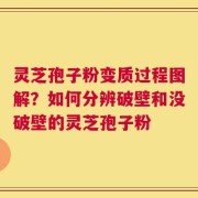 灵芝孢子粉变质过程图解？如何分辨破壁和没破壁的灵芝孢子粉