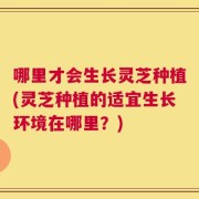 哪里才会生长灵芝种植(灵芝种植的适宜生长环境在哪里？)