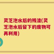 灵芝泡水后的残渣(灵芝泡水后留下的废物可再利用)