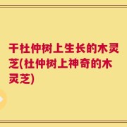干杜仲树上生长的木灵芝(杜仲树上神奇的木灵芝)