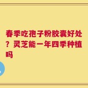春季吃孢子粉胶囊好处？灵芝能一年四季种植吗