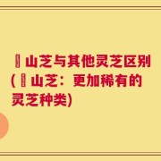 屼山芝与其他灵芝区别(屼山芝：更加稀有的灵芝种类)