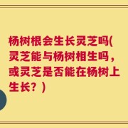 杨树根会生长灵芝吗(灵芝能与杨树相生吗，或灵芝是否能在杨树上生长？)