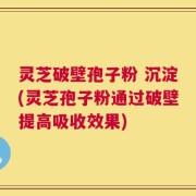 灵芝破壁孢子粉 沉淀(灵芝孢子粉通过破壁提高吸收效果)