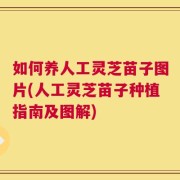 如何养人工灵芝苗子图片(人工灵芝苗子种植指南及图解)