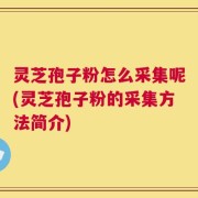 灵芝孢子粉怎么采集呢(灵芝孢子粉的采集方法简介)