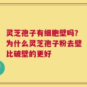 灵芝孢子有细胞壁吗？为什么灵芝孢子粉去壁比破壁的更好
