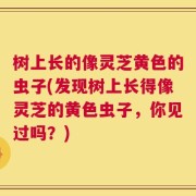 树上长的像灵芝黄色的虫子(发现树上长得像灵芝的黄色虫子，你见过吗？)