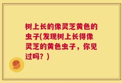 树上长的像灵芝黄色的虫子(发现树上长得像灵芝的黄色虫子，你见过吗？)