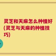 灵芝和天麻怎么种植好(灵芝与天麻的种植技巧)