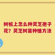 树桩上怎么种灵芝孢子花？灵芝树苗种植方法