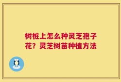 树桩上怎么种灵芝孢子花？灵芝树苗种植方法