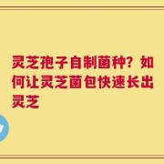 灵芝孢子自制菌种？如何让灵芝菌包快速长出灵芝