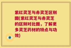 紫红灵芝与赤灵芝区别图(紫红灵芝与赤灵芝的区别对比图，了解更多灵芝药材的特点与功效)