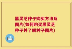 黑灵芝种子购买方法及图片(如何购买黑灵芝种子并了解种子图片)