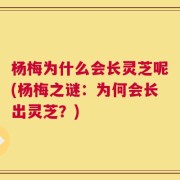 杨梅为什么会长灵芝呢(杨梅之谜：为何会长出灵芝？)