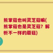 熊掌菇也叫灵芝菇嘛(熊掌菇也是灵芝菇？解析不一样的蘑菇)