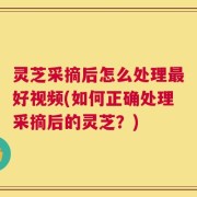 灵芝采摘后怎么处理最好视频(如何正确处理采摘后的灵芝？)