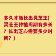 多久才能长出灵芝王(灵芝王种植周期有多长？长出芝心需要多少时间？)
