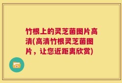 竹根上的灵芝菌图片高清(高清竹根灵芝菌图片，让您近距离欣赏)
