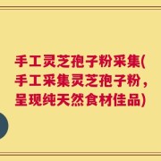 手工灵芝孢子粉采集(手工采集灵芝孢子粉，呈现纯天然食材佳品)