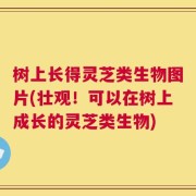 树上长得灵芝类生物图片(壮观！可以在树上成长的灵芝类生物)