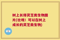 树上长得灵芝类生物图片(壮观！可以在树上成长的灵芝类生物)