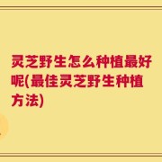 灵芝野生怎么种植最好呢(最佳灵芝野生种植方法)