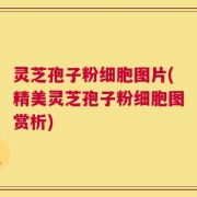 灵芝孢子粉细胞图片(精美灵芝孢子粉细胞图赏析)