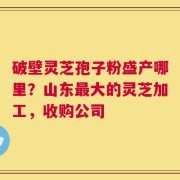 破壁灵芝孢子粉盛产哪里？山东最大的灵芝加工，收购公司