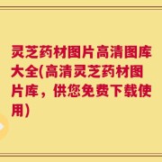 灵芝药材图片高清图库大全(高清灵芝药材图片库，供您免费下载使用)