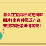 怎么在室内种灵芝树呢图片(室内种灵芝？这些技巧教你如何实现！)