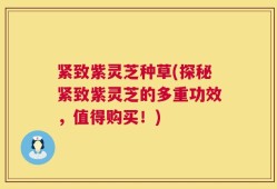 紧致紫灵芝种草(探秘紧致紫灵芝的多重功效，值得购买！)