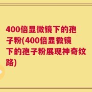 400倍显微镜下的孢子粉(400倍显微镜下的孢子粉展现神奇纹路)