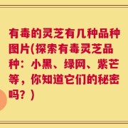 有毒的灵芝有几种品种图片(探索有毒灵芝品种：小黑、绿网、紫芒等，你知道它们的秘密吗？)