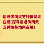清远佛冈灵芝种植基地在哪(探寻清远佛冈灵芝种植基地所在地)