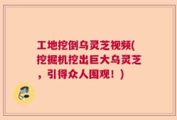 工地挖倒乌灵芝视频(挖掘机挖出巨大乌灵芝，引得众人围观！)