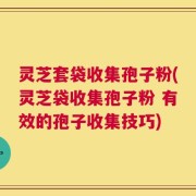 灵芝套袋收集孢子粉(灵芝袋收集孢子粉 有效的孢子收集技巧)