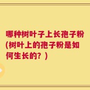 哪种树叶子上长孢子粉(树叶上的孢子粉是如何生长的？)