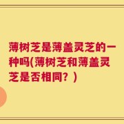 薄树芝是薄盖灵芝的一种吗(薄树芝和薄盖灵芝是否相同？)
