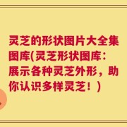 灵芝的形状图片大全集图库(灵芝形状图库：展示各种灵芝外形，助你认识多样灵芝！)