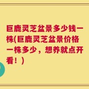 巨鹿灵芝盆景多少钱一株(巨鹿灵芝盆景价格一株多少，想养就点开看！)