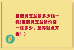 巨鹿灵芝盆景多少钱一株(巨鹿灵芝盆景价格一株多少，想养就点开看！)