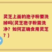 灵芝上面的孢子粉要洗掉吗(灵芝孢子粉需洗净？如何正确食用灵芝？)